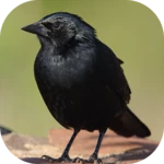 blackbird songs android application logo